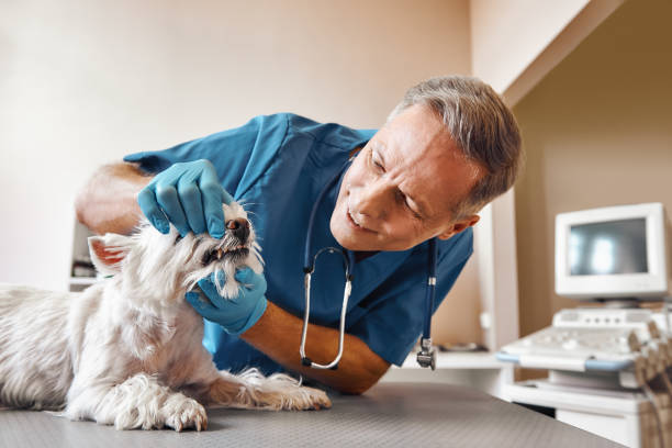 Best Emergency Gum Treatment in Jackson, SC